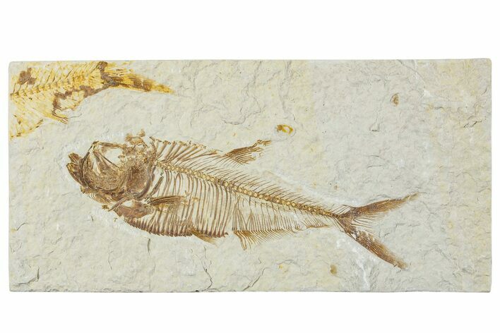 Detailed Fossil Fish (Diplomystus) - Wyoming #244175